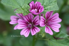 Malva sylvestris